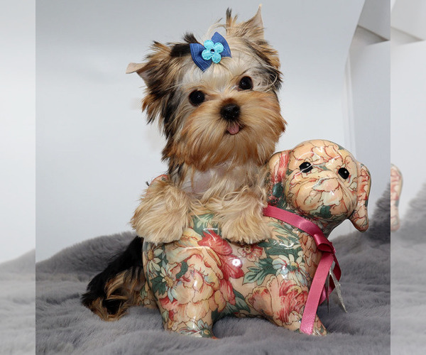 Medium Photo #1 Yorkshire Terrier Puppy For Sale in LOS ANGELES, CA, USA