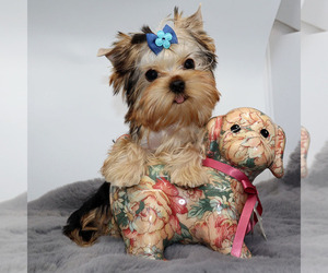 Yorkshire Terrier Puppy for sale in LOS ANGELES, CA, USA