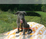 Small #4 German Shepherd Dog