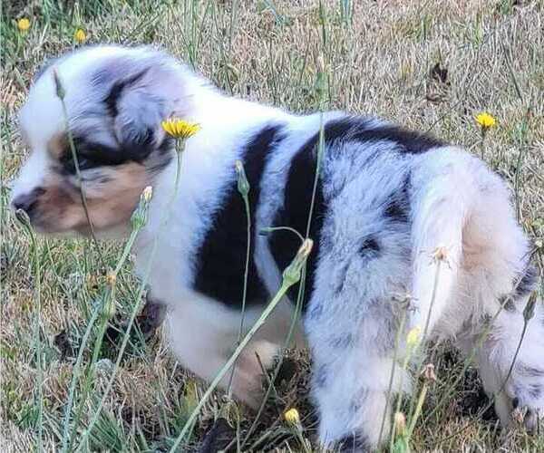 Medium Photo #1 Miniature Australian Shepherd Puppy For Sale in VERNONIA, OR, USA