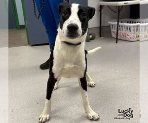 Labrador Retriever-Unknown Mix Dogs for adoption in Washington, DC, USA