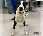 Java - Male Labrador Retriever-Unknown Mix Dog for Adoption - Small photo