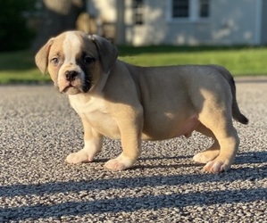 American Bully Puppy for sale in JACKSON, TN, USA