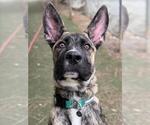 Small #1 German Shepherd Dog-Holland Shepherd Mix