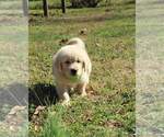 Small Photo #7 Golden Retriever Puppy For Sale in ATHENS, GA, USA