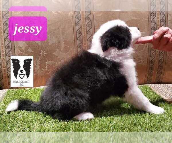 Full screen Photo #1 Border Collie Puppy For Sale in HUNTINGTON BEACH, CA, USA