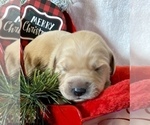 Small Photo #41 Golden Retriever Puppy For Sale in RICHMOND, TX, USA