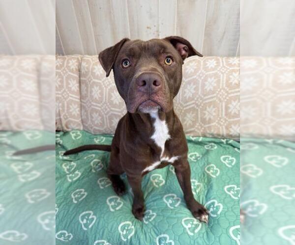 Medium Photo #1 American Pit Bull Terrier Puppy For Sale in Charlotte, NC, USA