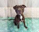 Small American Pit Bull Terrier