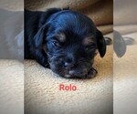 Puppy Rolo Cavaton