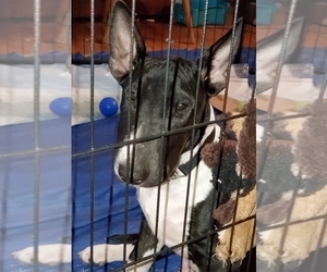 Bull Terrier Puppy for sale in LONG BEACH, CA, USA