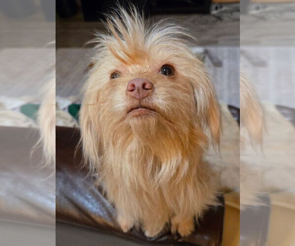 Medium Photo #4 Chihuahua-Unknown Mix Puppy For Sale in New London, WI, USA