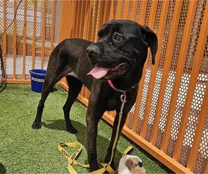Labrottie Dogs for adoption in Las Vegas, NV, USA