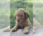 Small Photo #18 Goldendoodle Puppy For Sale in CROTON, MI, USA