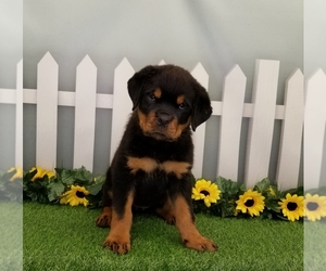 Rottweiler Puppy for sale in SCHERERVILLE, IN, USA