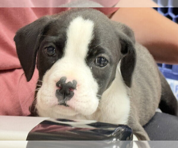 Medium Photo #4 Mutt Puppy For Sale in Wenonah, NJ, USA