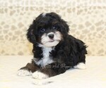 Small #1 Cavapoo-Miniature Bernedoodle Mix