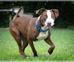 Small #1 American Pit Bull Terrier
