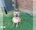 Small #3 American Pit Bull Terrier Mix
