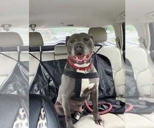 Bluey (8yo, 69lbs) - Male Mutt Dog for Adoption - Photo #4