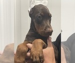 Small #2 Doberman Pinscher