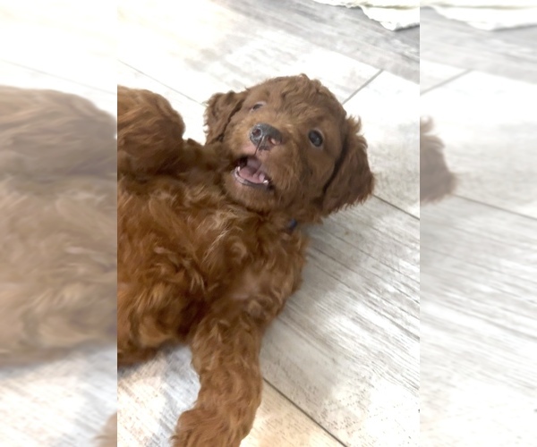 Medium Photo #3 Golden Retriever-Poodle (Toy) Mix Puppy For Sale in GIBSONTON, FL, USA