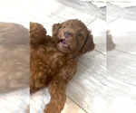 Small #2 Golden Retriever-Poodle (Toy) Mix