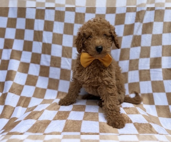 Medium Photo #9 Poodle (Miniature) Puppy For Sale in LAKELAND, FL, USA