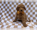 Small #8 Poodle (Miniature)