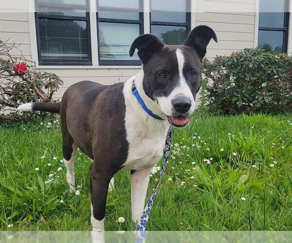 Medium Photo #1 Border Collie-Unknown Mix Puppy For Sale in McKinleyville, CA, USA