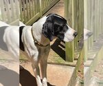 Small Photo #2 Great Dane-Unknown Mix Puppy For Sale in Winder, GA, USA