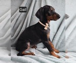 Small #3 Doberman Pinscher