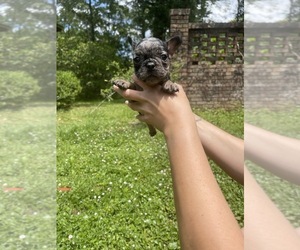 French Bulldog Puppy for sale in JACKSONVILLE, FL, USA