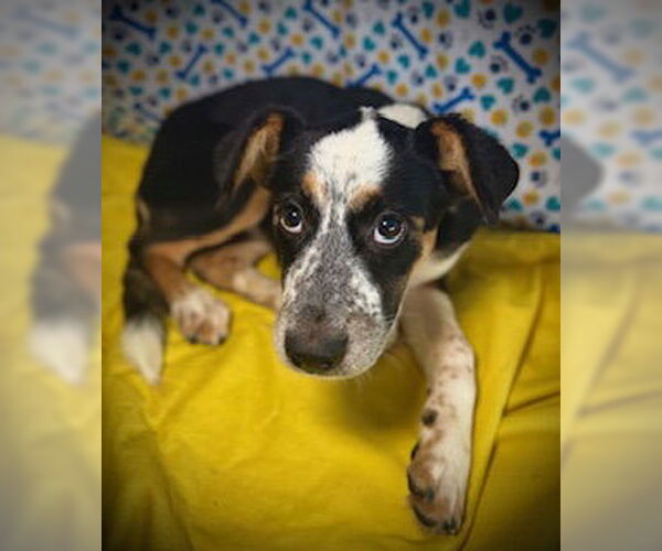 Medium Photo #1 Australian Shepherd-Unknown Mix Puppy For Sale in Pleasanton, TX, USA