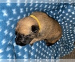 Small Photo #287 Belgian Malinois Puppy For Sale in REESEVILLE, WI, USA