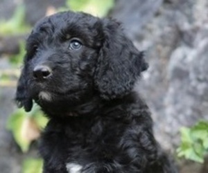 Goldendoodle Puppy for sale in Abbotsford, British Columbia, Canada