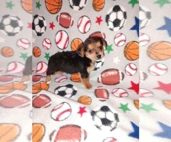 Medium Photo #1 YorkiePoo Puppy For Sale in LAPEER, MI, USA