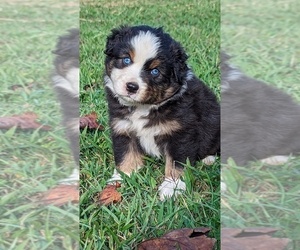 Miniature American Shepherd Puppy for sale in SPENCER, TN, USA