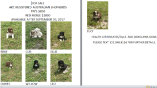 Australian Shepherd Puppy for sale in SAINT CLOUD, FL, USA