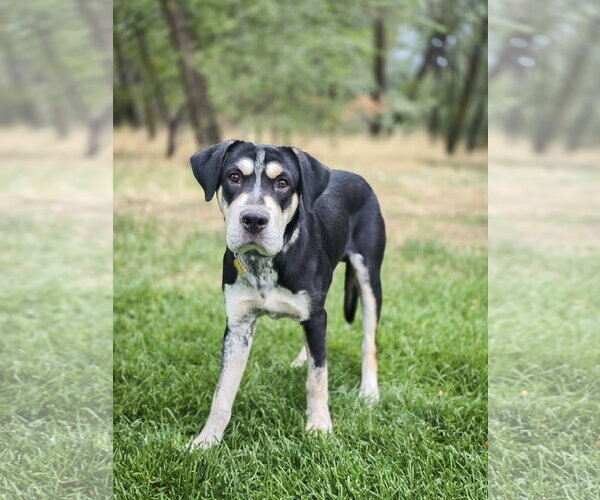 Medium Photo #2 Mutt Puppy For Sale in Sandy, UT, USA