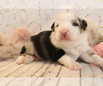 Small Photo #4 Australian Shepherd Puppy For Sale in STAFFORD, VA, USA