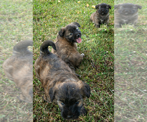 ShiChi-Shorkie Tzu Mix Puppy for sale in GODWIN, NC, USA