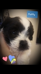 Zuchon Puppy for sale in ORIENT, OH, USA