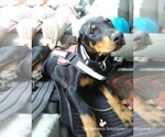 Small Photo #1 Doberman Pinscher Puppy For Sale in MOUNT OLIVE, NC, USA