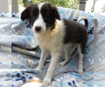 Small #2 Mutt