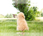Small Photo #9 Poodle (Miniature) Puppy For Sale in WARSAW, IN, USA