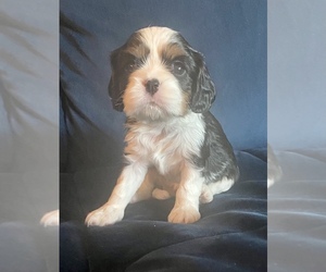 Cavalier King Charles Spaniel Dog for Adoption in MARINA DEL REY, California USA