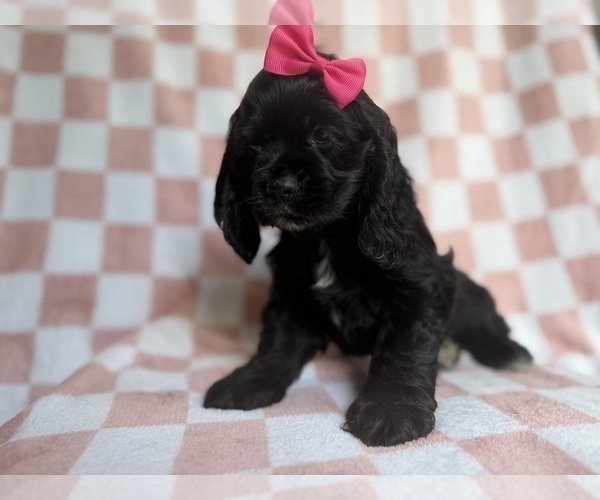 Medium Photo #7 Cocker Spaniel Puppy For Sale in LAKELAND, FL, USA