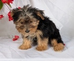 Small #12 Yorkshire Terrier