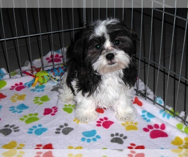 Medium Photo #6 Mal-Shi Puppy For Sale in ORO VALLEY, AZ, USA